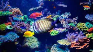 tropical fish