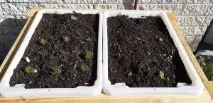 big little garden frame 6