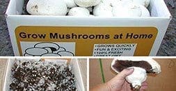 perfect mushroom growing kit