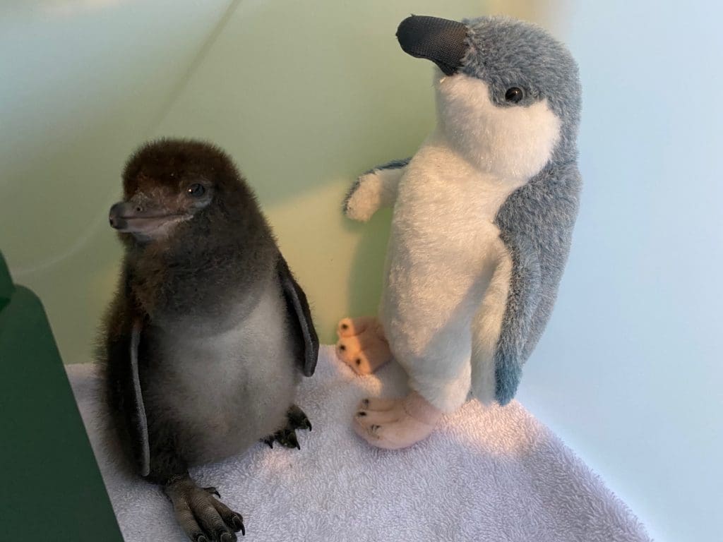 baby penguin with toy