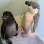 baby penguin with toy