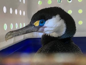 pied shag icu