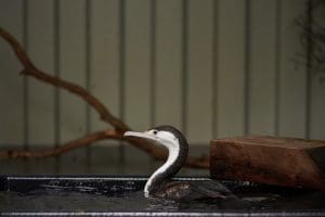 pied shag water