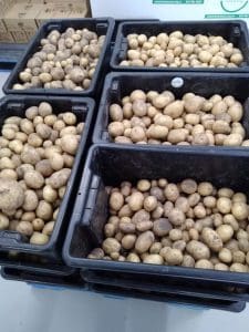satisfy food rescue charity potatoes